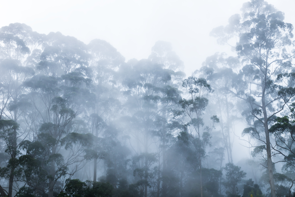 Kodaikanal Fog